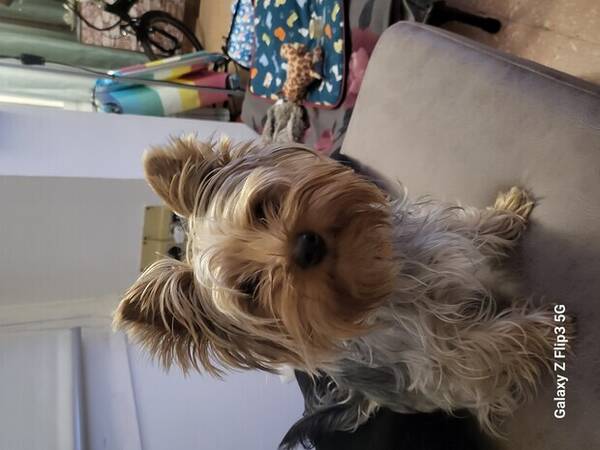 Hund - Yorkshire  terrier 