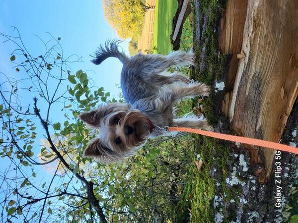 Hund - Yorkshire  terrier 