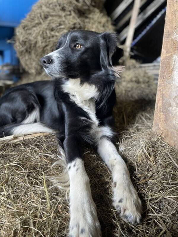 Hund - Border collie 