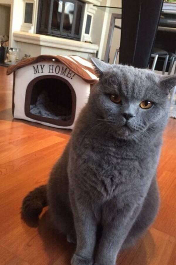 Katt - Britisk korthr