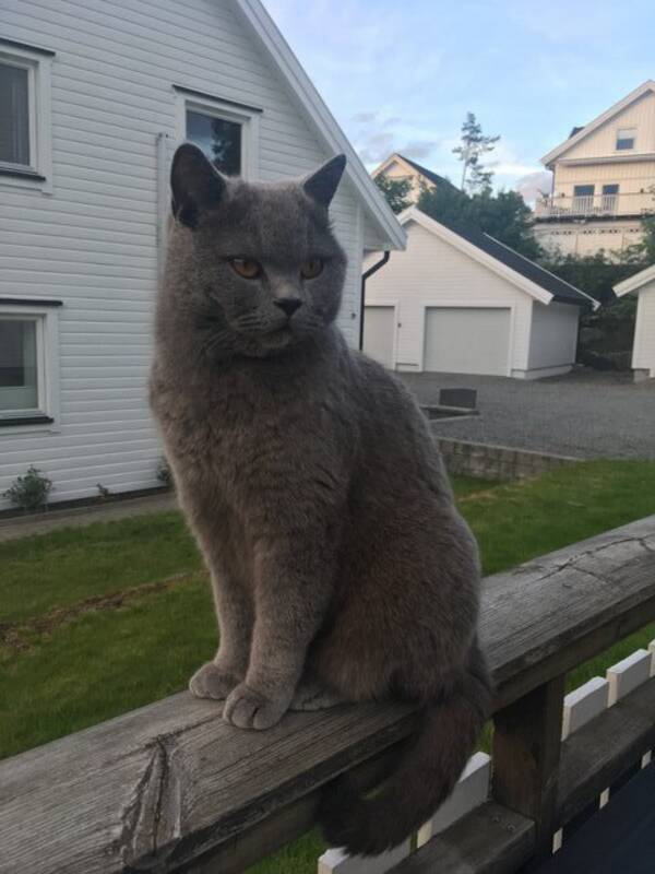 Katt - Britisk korthr