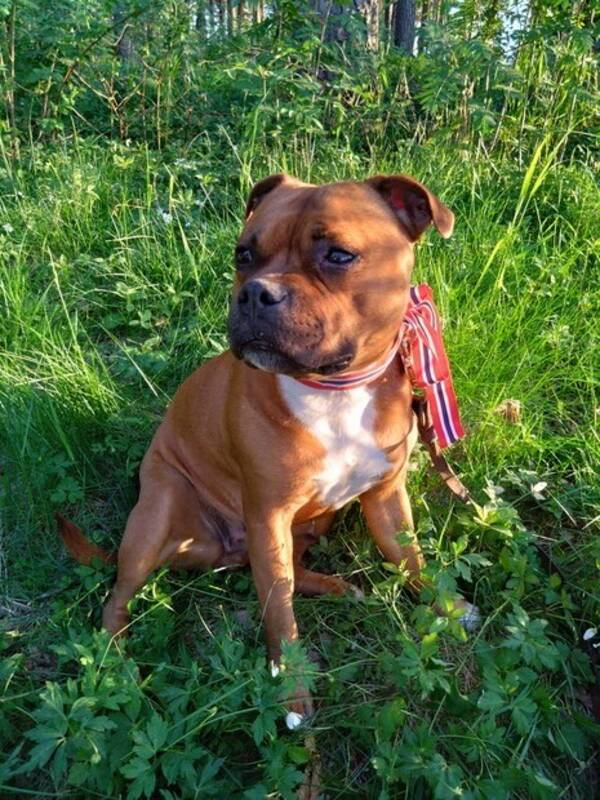 Hund - Rød og hvit Staffe tisspe Hund - Rød og hvit Staffe tisspe