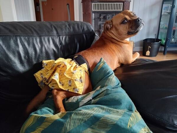 Hund - Rød og hvit Staffe tisspe Hund - Rød og hvit Staffe tisspe