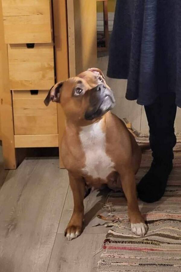 Hund - Rød og hvit Staffe tisspe Hund - Rød og hvit Staffe tisspe