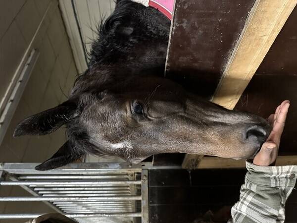 Annet - Hest Annet - Hest