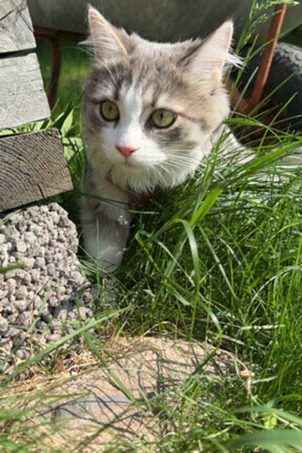 Katt - Saga sibir Katt - Saga sibir