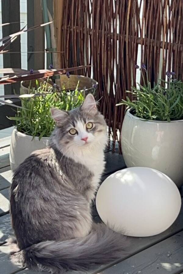 Katt - Saga sibir Katt - Saga sibir