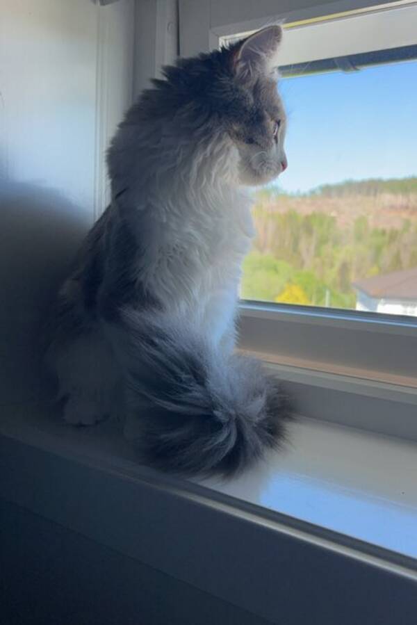 Katt - Saga sibir Katt - Saga sibir