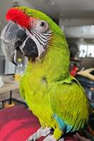 Macaw buffon Macaw buffon