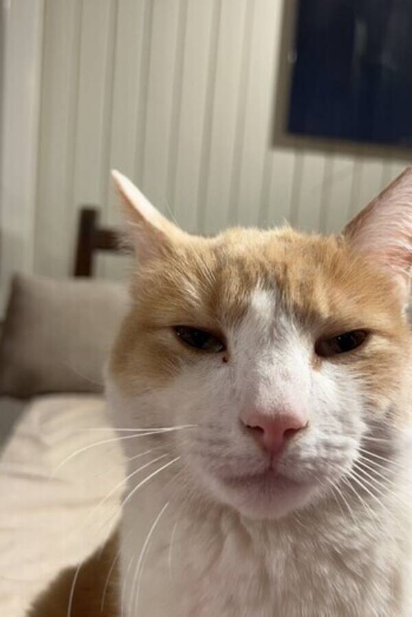 Katt - Katten Karamell