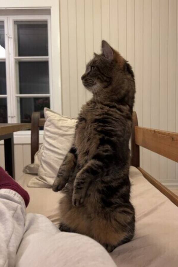 Katt - Katten Jane Katt - Katten Jane