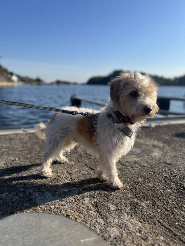 Hund - Hunden Alfred Hund - Hunden Alfred