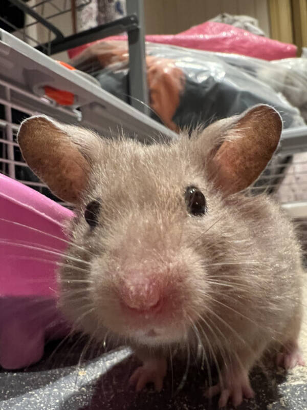 Annet - Hamsteret Poppy Annet - Hamsteret Poppy