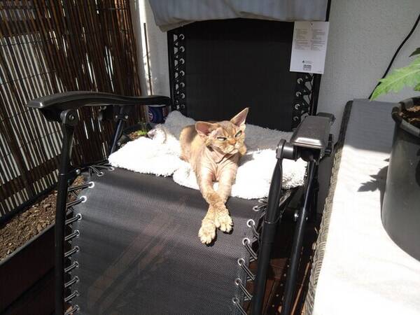 Katt - Tyson Devon Rex Katt - Tyson Devon Rex