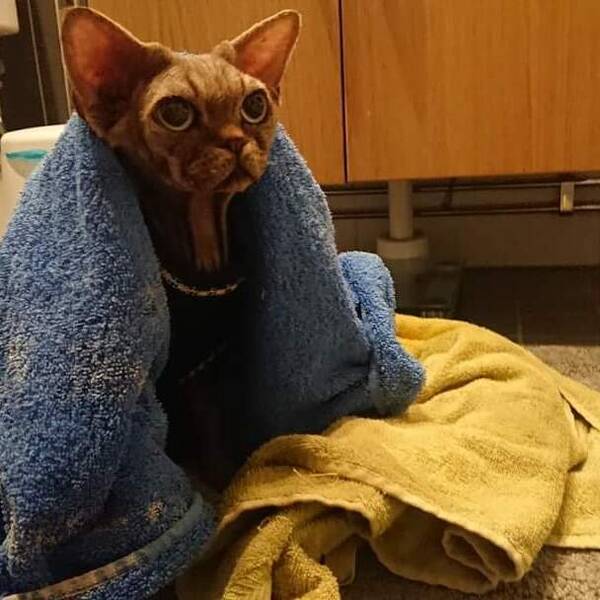 Katt - Tyson Devon Rex Katt - Tyson Devon Rex