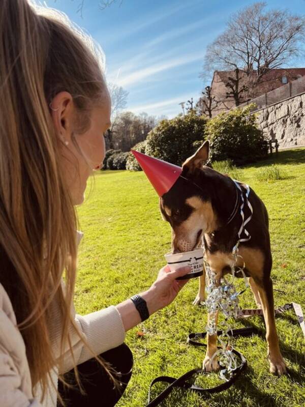 Hund - Kelpien Milo