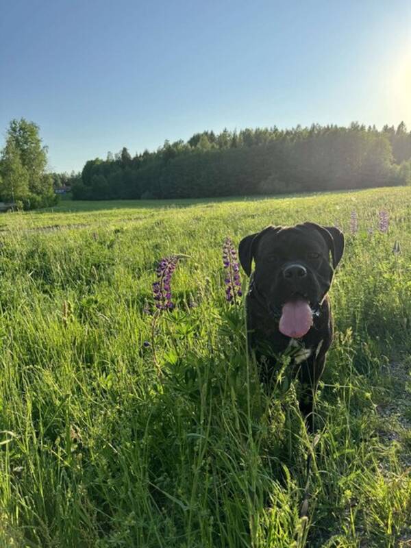 Hund - Cane Corson Aslan