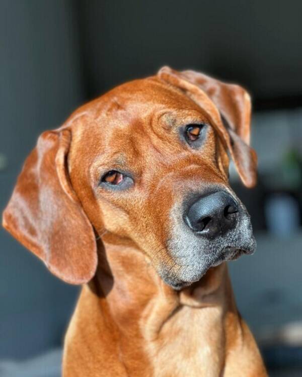 Hund - Rhodesias Ridgeback, Zimba