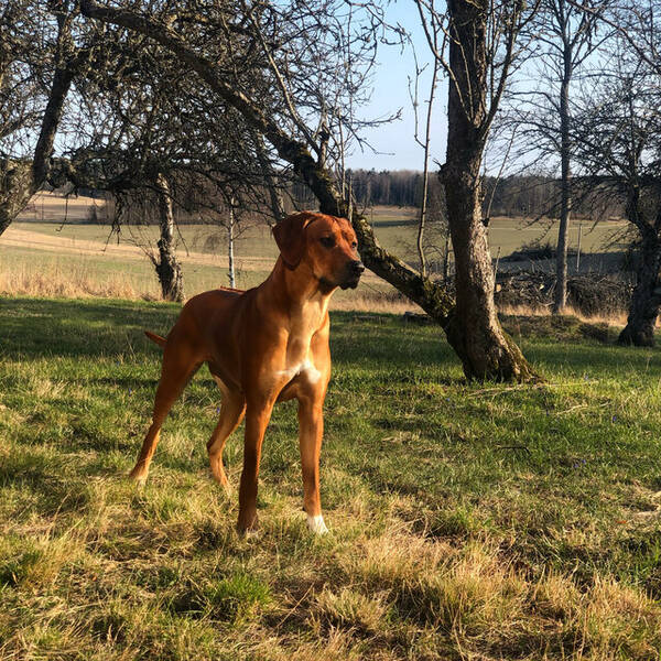 Hund - Rhodesias Ridgeback, Zimba