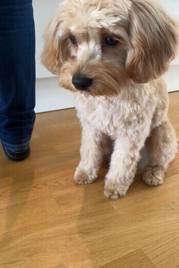 Hund - Cavapoo