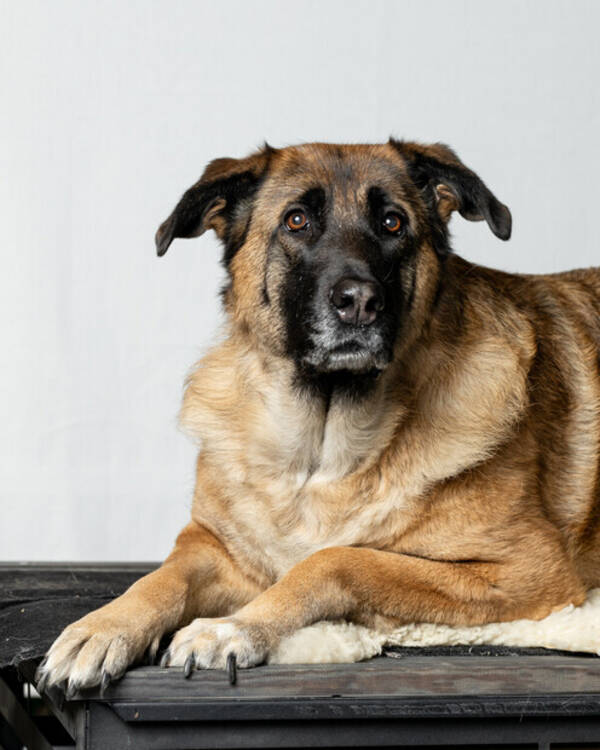 Hund - Schafer-Leonberger blanding Hund - Schafer-Leonberger blanding