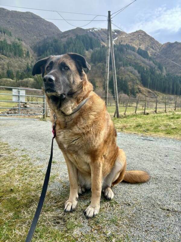 Hund - Schafer-Leonberger blanding Hund - Schafer-Leonberger blanding