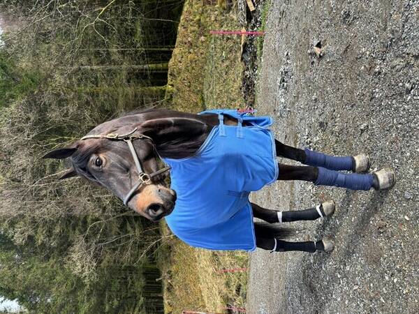 Annet - Varmblodstraver Annet - Varmblodstraver