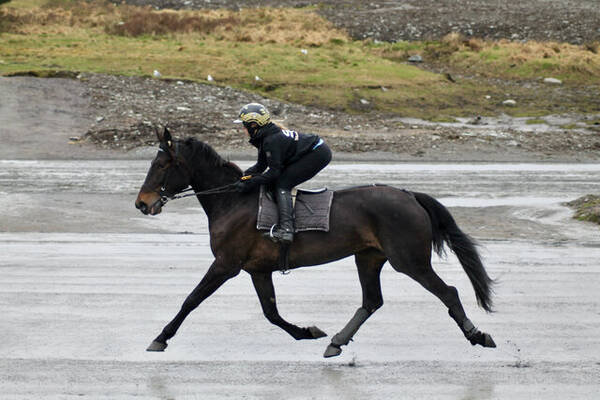 Annet - Varmblodstraver Annet - Varmblodstraver