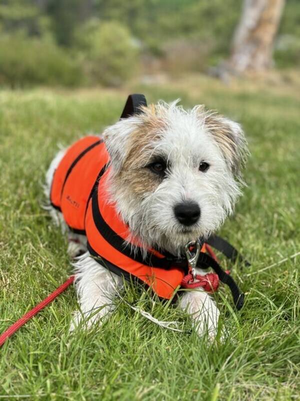 Hund - Jack Russell Terrier ved navn Chips