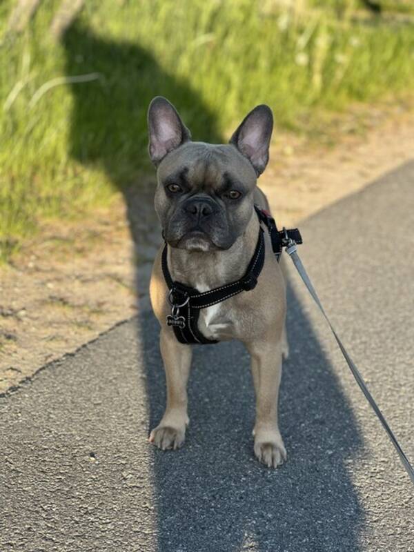 Hund - Fransk Bulldog Hane Bobby