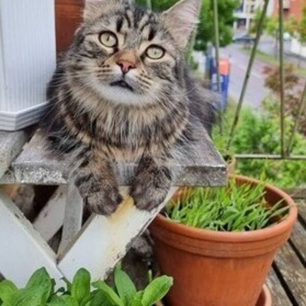 Katt - Sibiriska katten