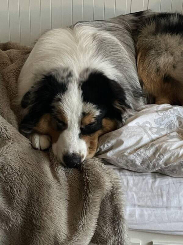 Hund - Australian Shepard 