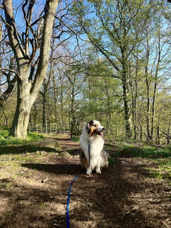 Hund - Australian Shepard 