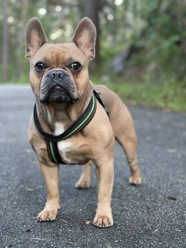 Hund - fransk bulldog