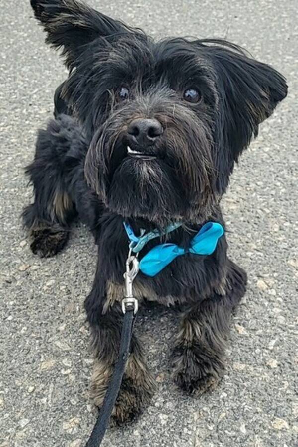 Hund - Yorkiepoo Hund - Yorkiepoo