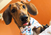 Dachshund, tispe Dachshund, tispe