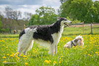 Borzoi Trei