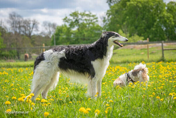 Hund - Borzoi Trei