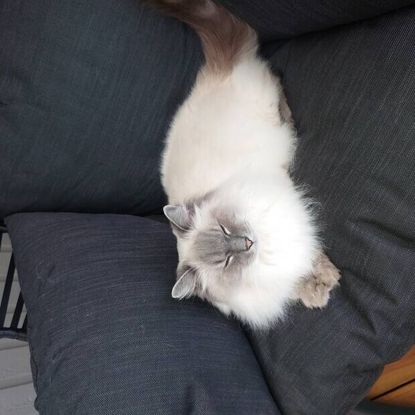 Katt - Ragdoll cat 