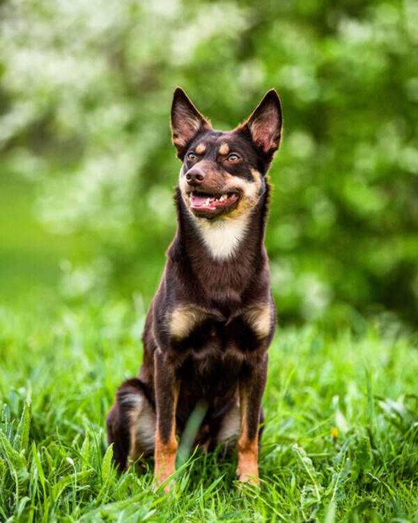 Hund - Kelpien Vira