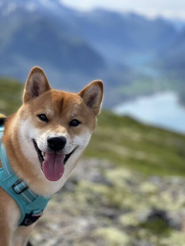 Hund - Shiba