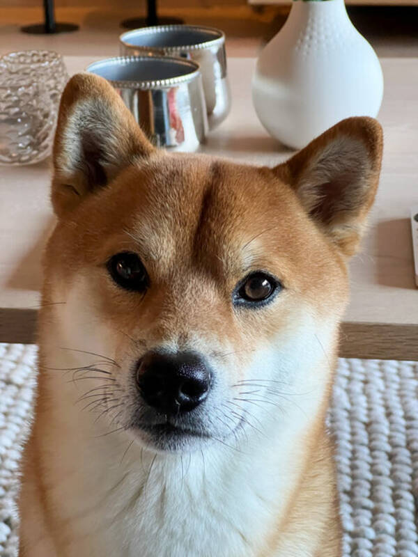 Hund - Shiba