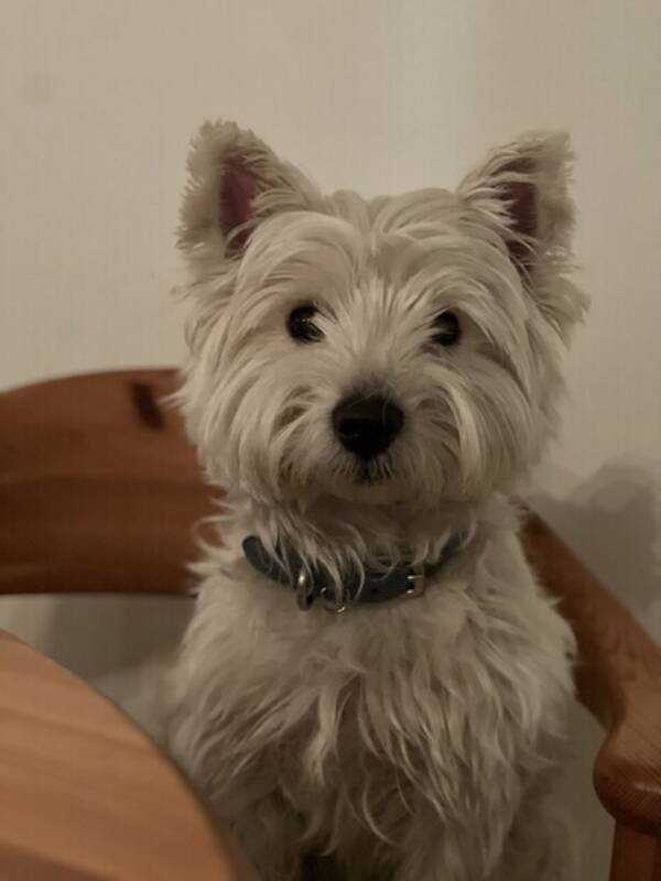 Hund - Hund søt Hund - Hund søt