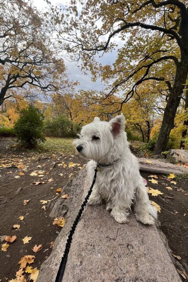 Hund - Hund søt Hund - Hund søt