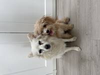 Mina två fluffiga buss ungar