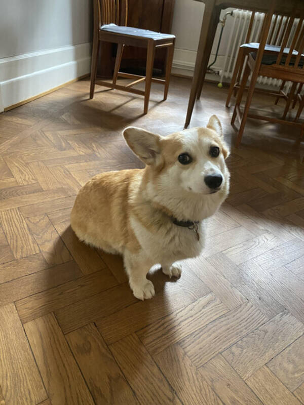 Hund - Welsh Corgi Pembroke