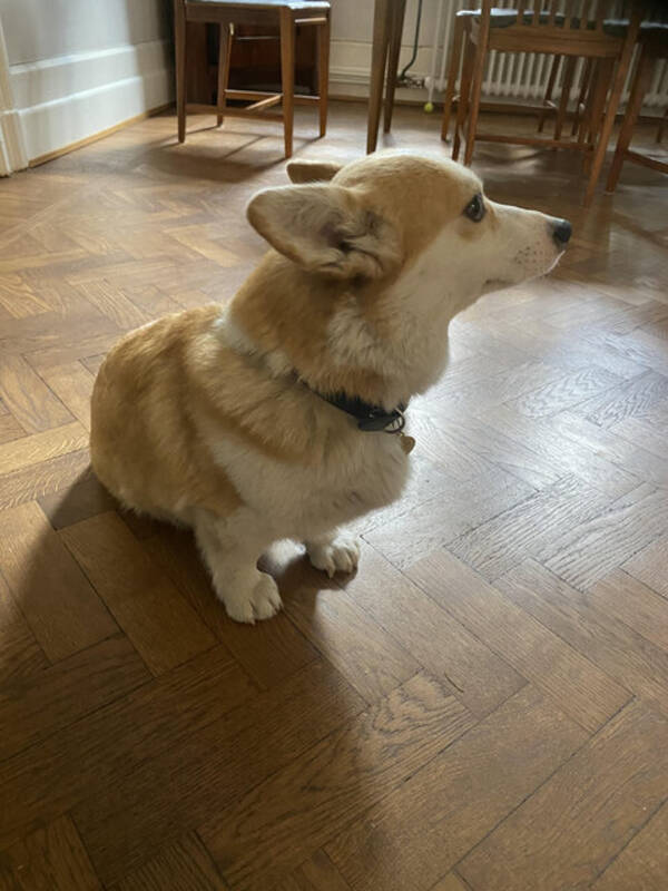 Hund - Welsh Corgi Pembroke