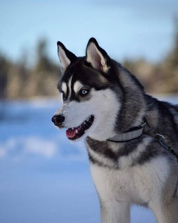 Hund - Siberian Husky Rex Hund - Siberian Husky Rex