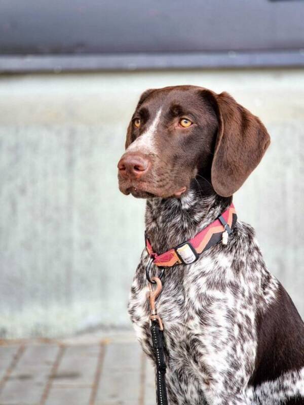 Hund -  Mollie- German Pointer