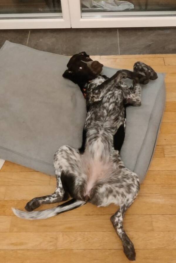 Hund -  Mollie- German Pointer